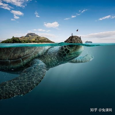 自然界中的平面设计