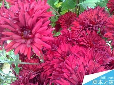 菊花纸雕平面设计教程