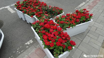景观花箱平面设计